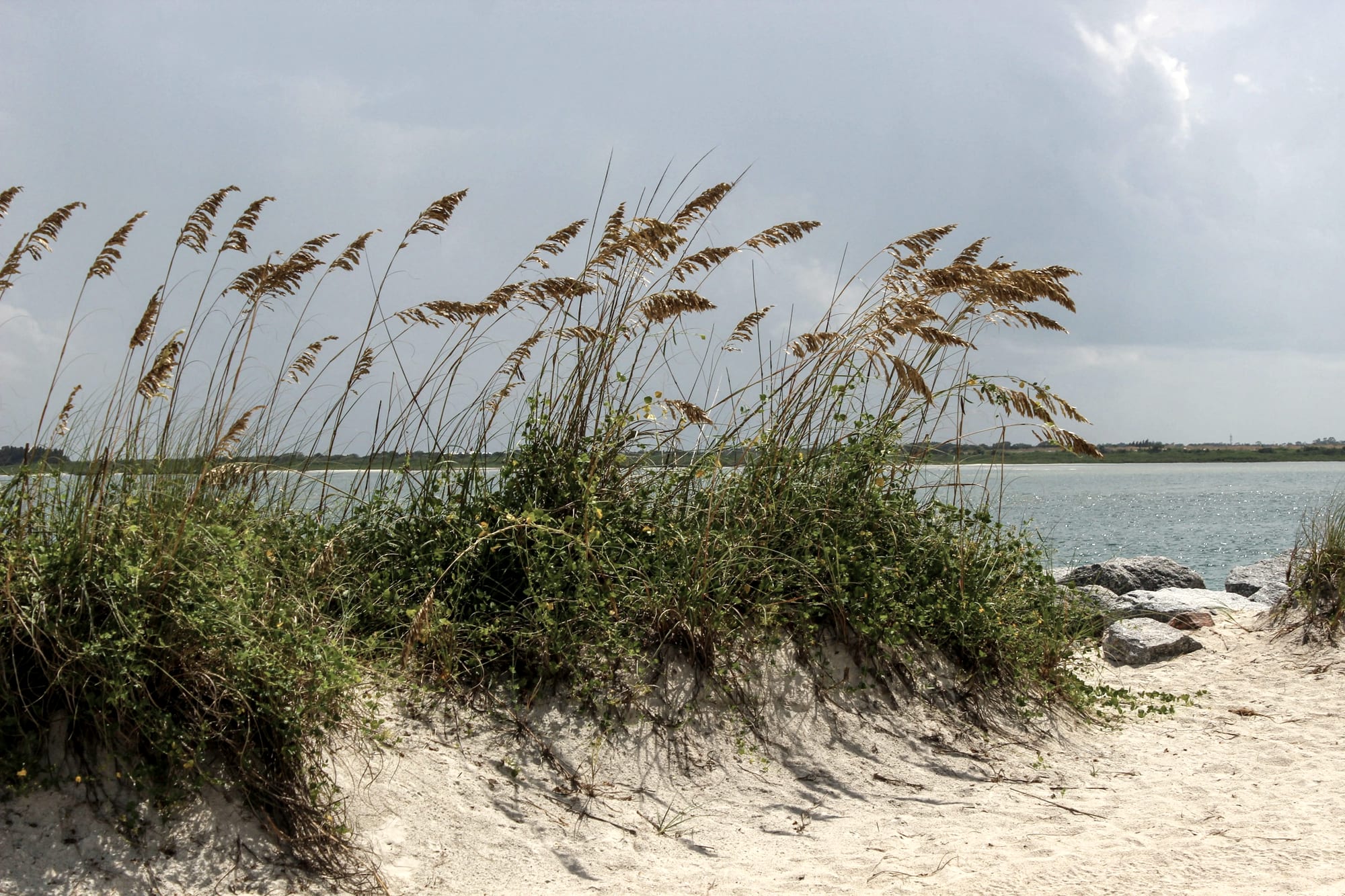 Clumping sand cordgrass at the edge of brackish water, holding a low bank.