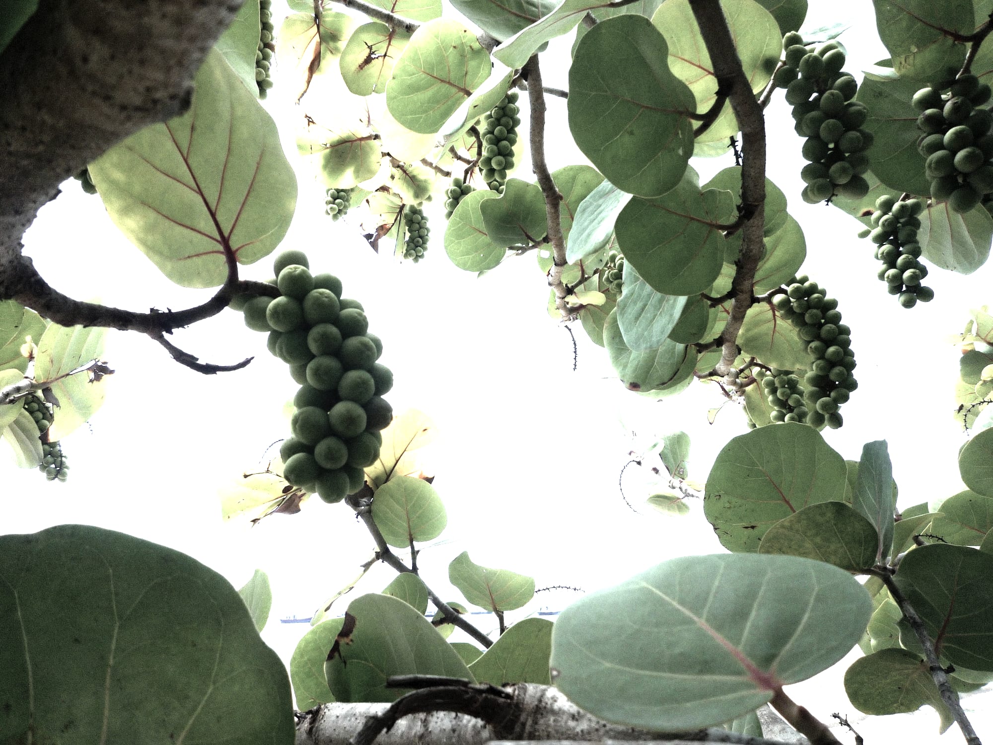 Sea grape foliage and fruit at the crest of a dune, seen from beneath the canopy.