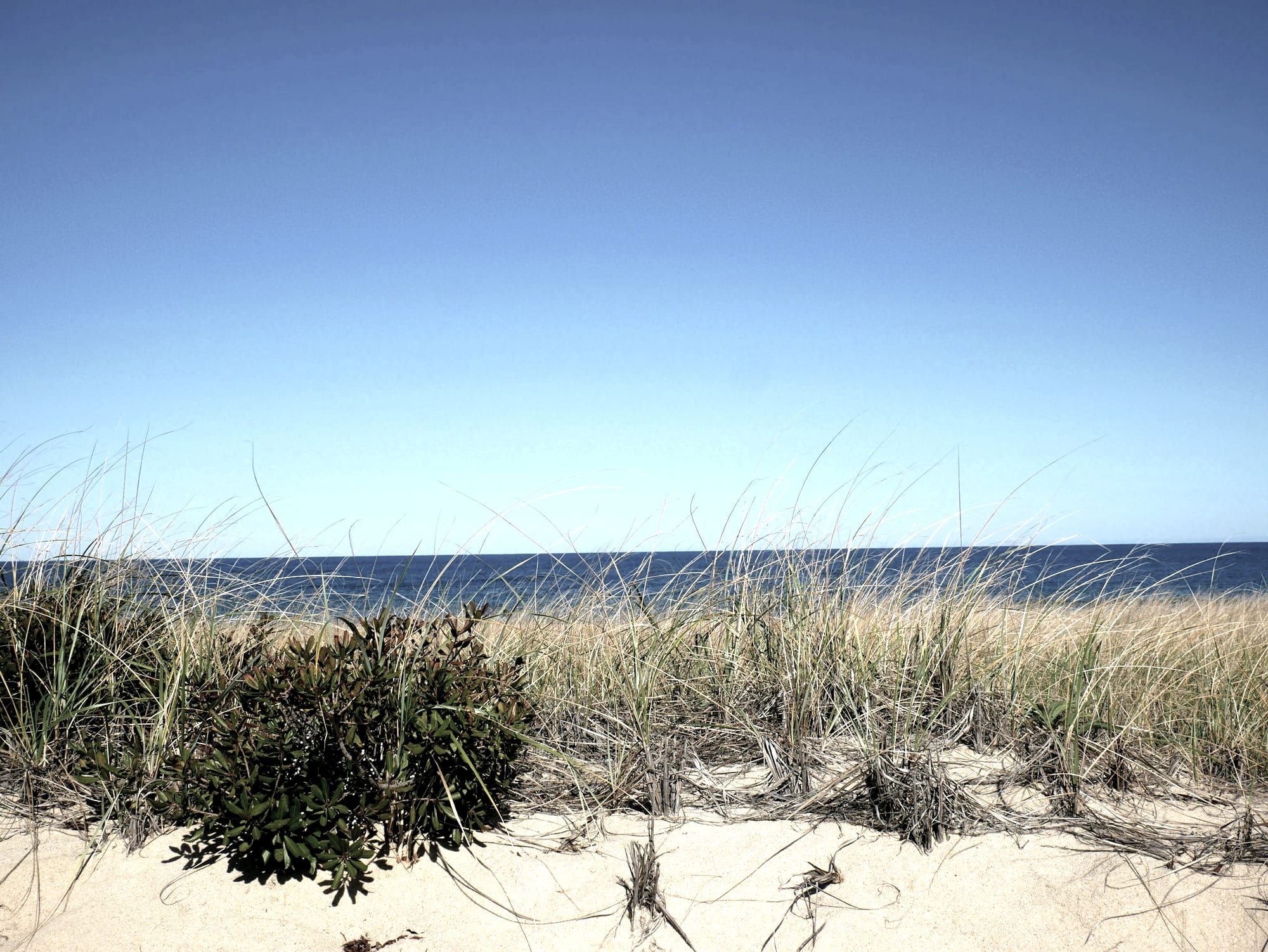 A graded seaward planting line of low coastal shrubs and grasses behind a dune, with the Gulf beyond.